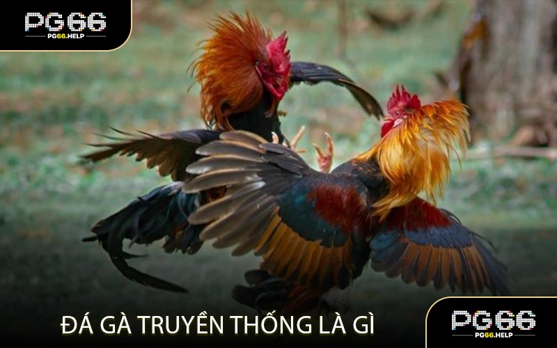 Biến thể hiện đại của đá gà truyền thống là gì