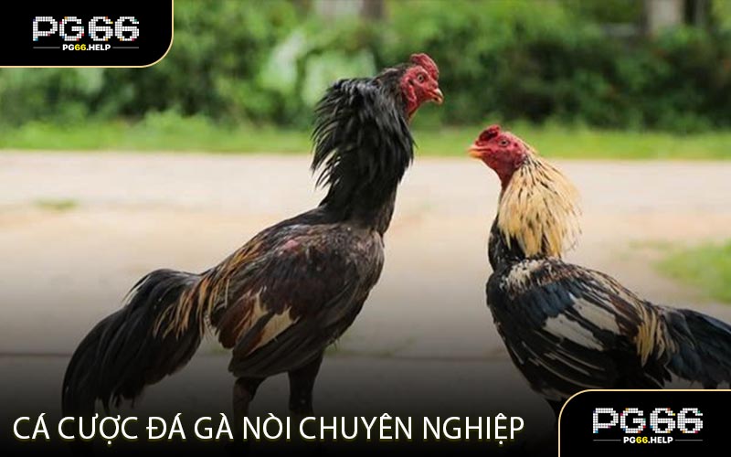Các loại hình đá gà hấp dẫn và phổ biến nhất trong 2025