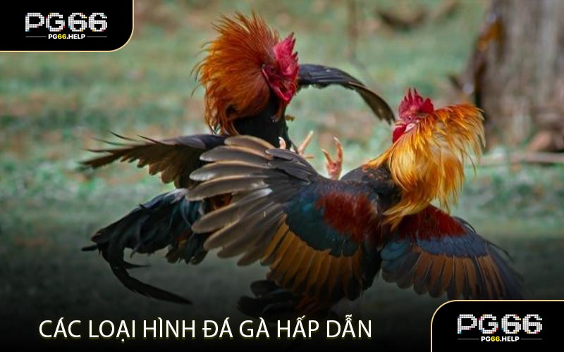 Cách cá cược đá gà nòi chuyên nghiệp nhất